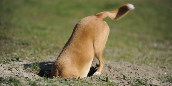 Dog shoes to stop digging discount
